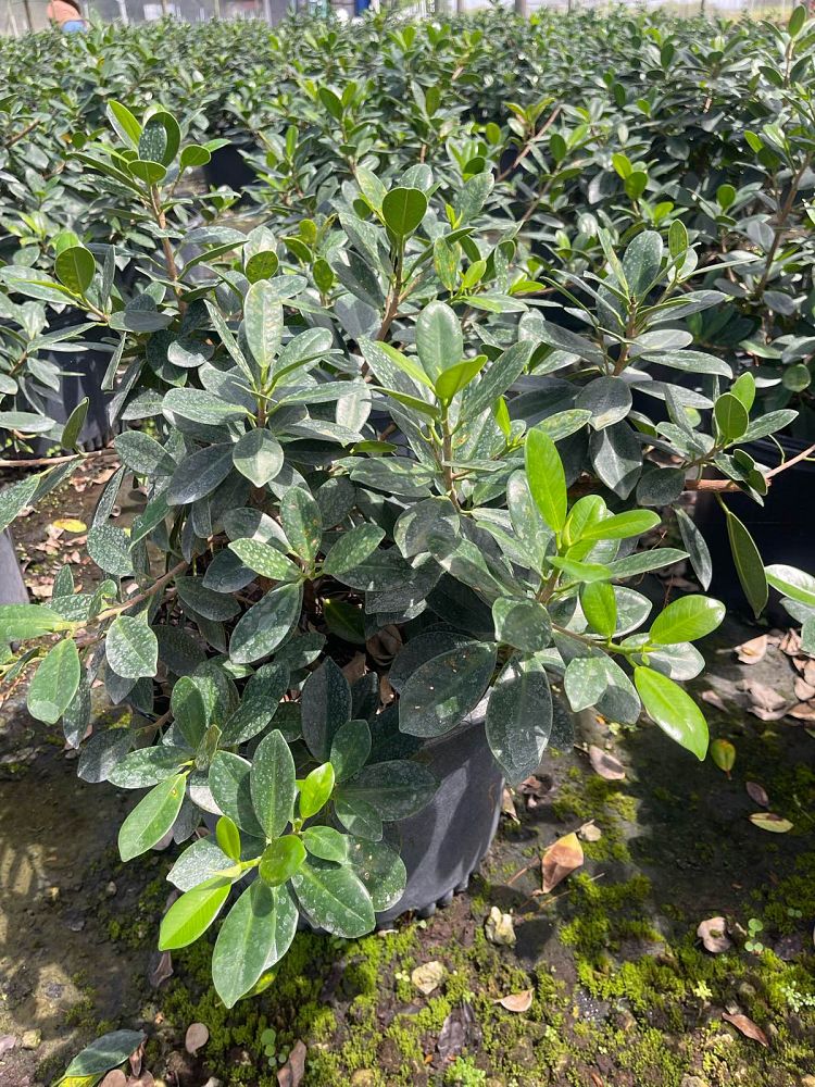 ficus-microcarpa-green-island-ficus-green-island