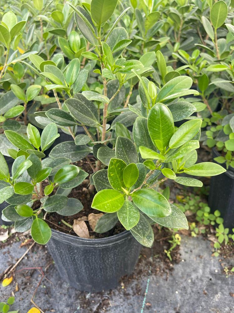 ficus-microcarpa-green-island-ficus-green-island