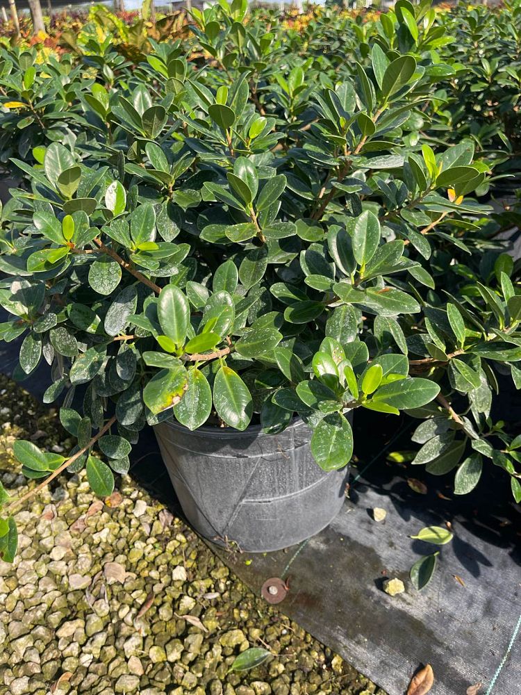 ficus-microcarpa-green-island-ficus-green-island