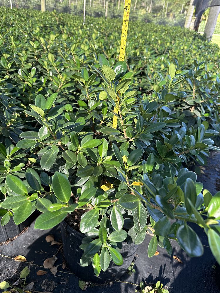 ficus-microcarpa-green-island-ficus-green-island