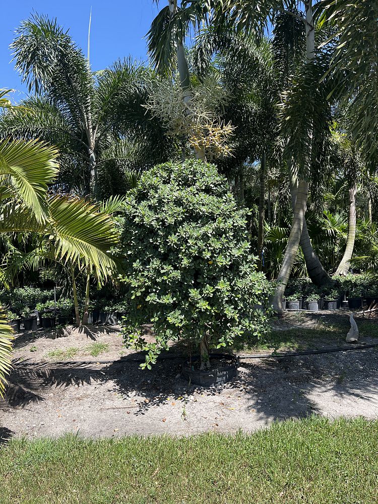 ficus-microcarpa-green-island-ficus-green-island
