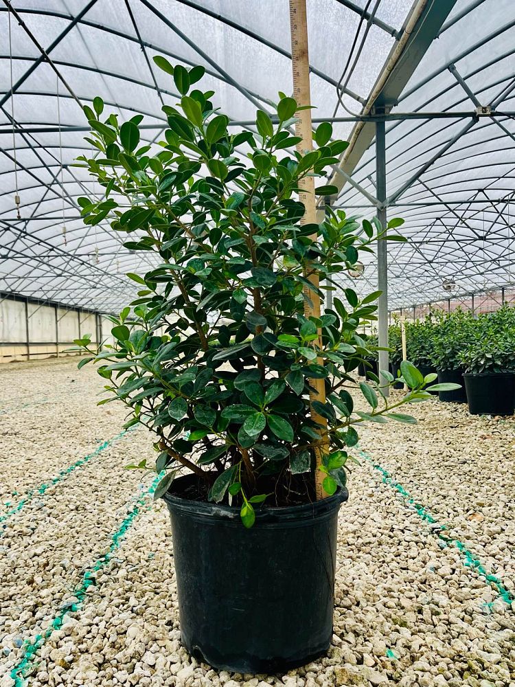 ficus-microcarpa-green-island-ficus-green-island