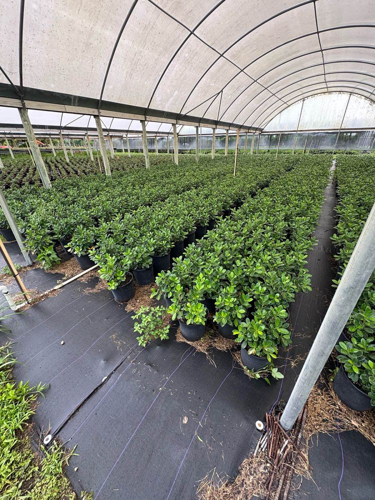 ficus-microcarpa-green-island-ficus-green-island