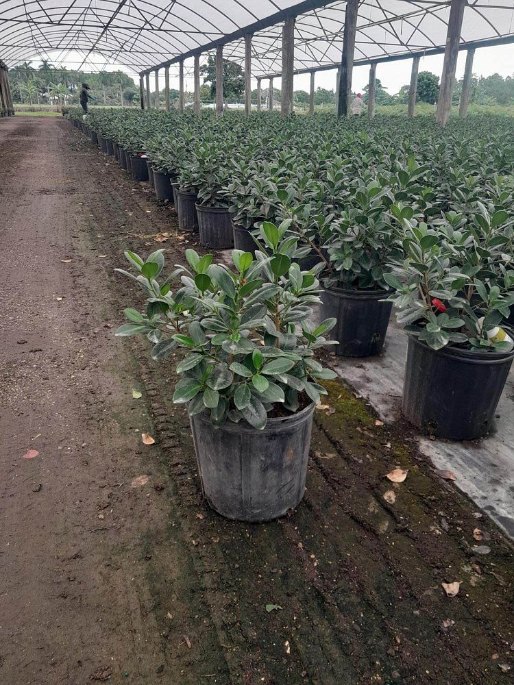 ficus-microcarpa-green-island-ficus-green-island