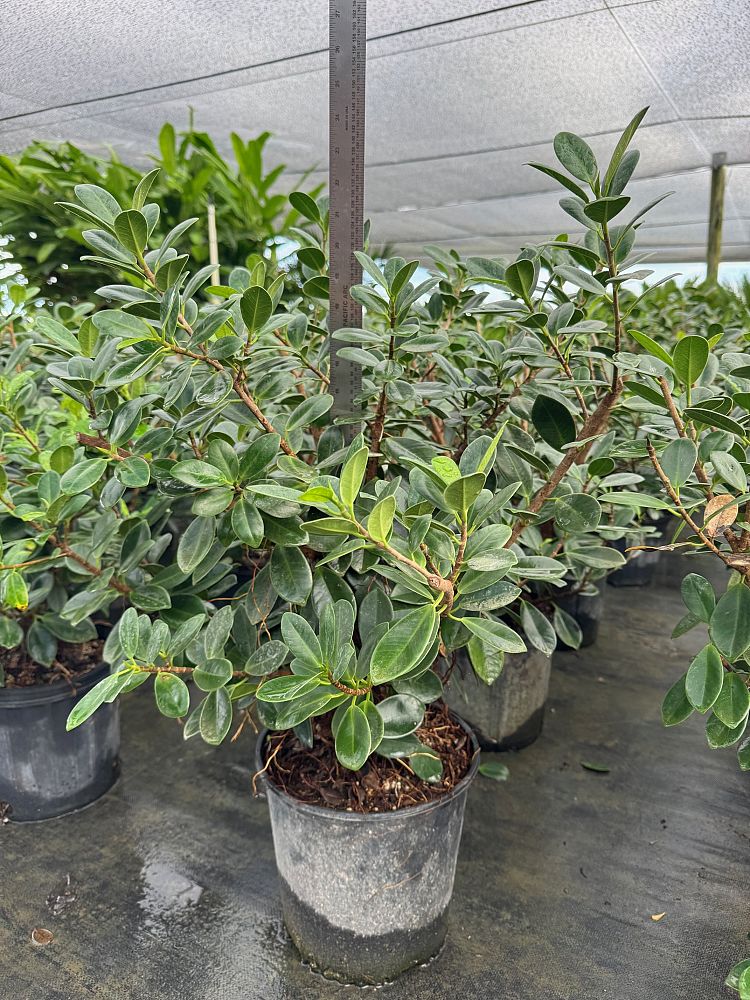 ficus-microcarpa-green-island-ficus-green-island