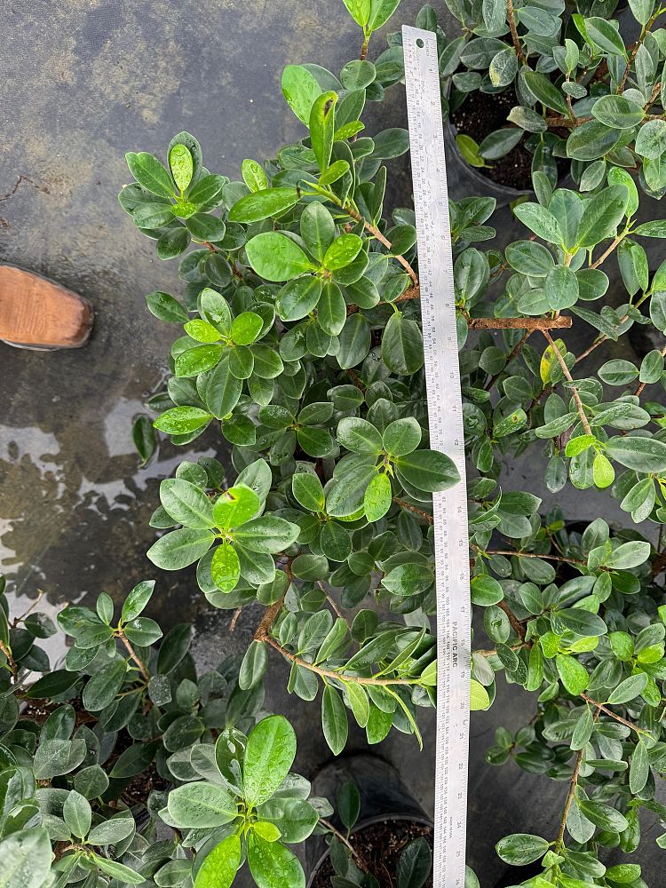 ficus-microcarpa-green-island-ficus-green-island