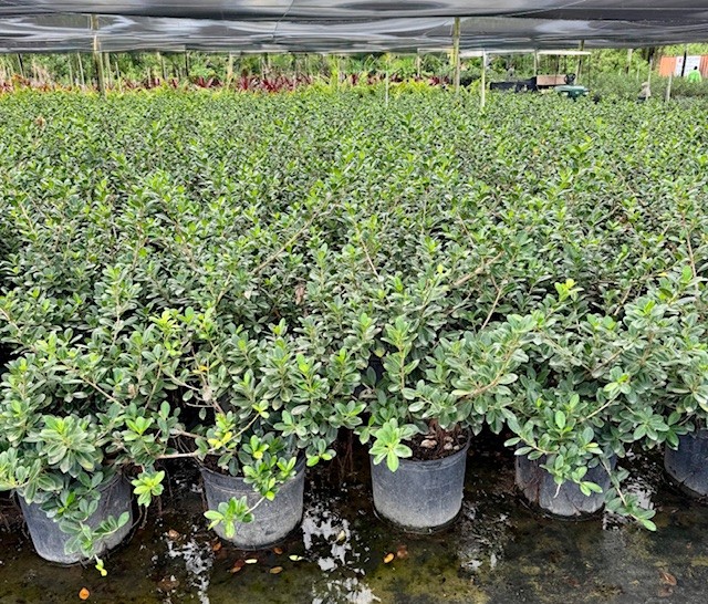 ficus-microcarpa-green-island-ficus-green-island