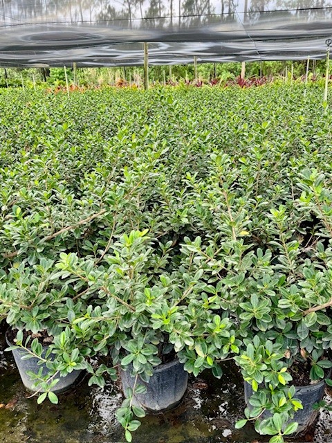 ficus-microcarpa-green-island-ficus-green-island