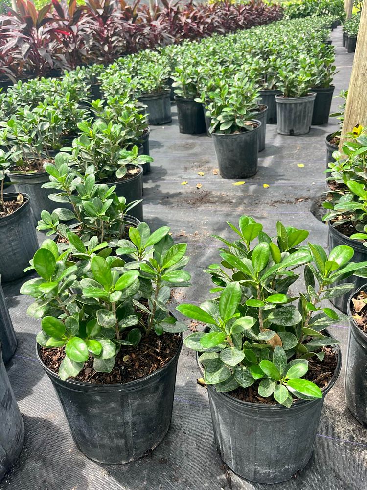 ficus-microcarpa-green-island-ficus-green-island