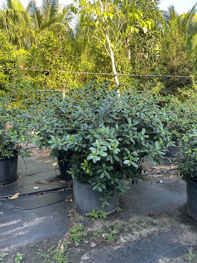 ficus-microcarpa-green-island-ficus-green-island