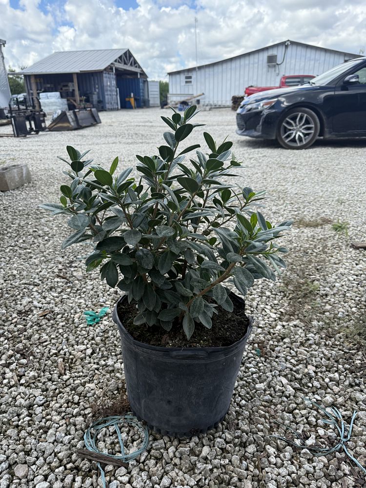 ficus-microcarpa-green-island-ficus-green-island