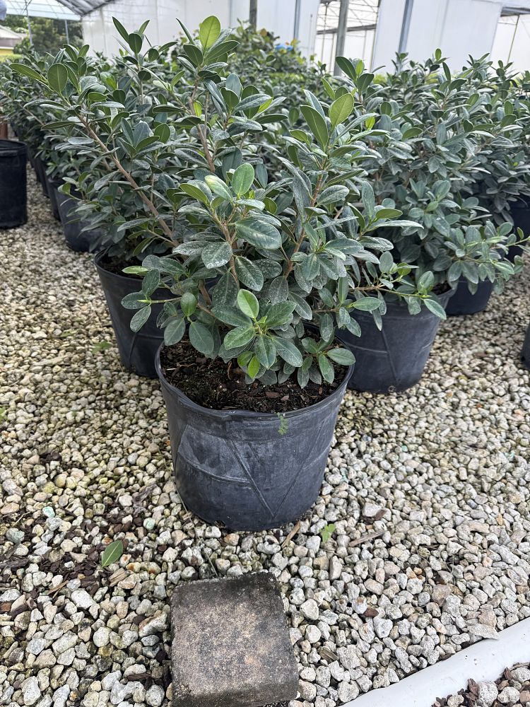 ficus-microcarpa-green-island-ficus-green-island