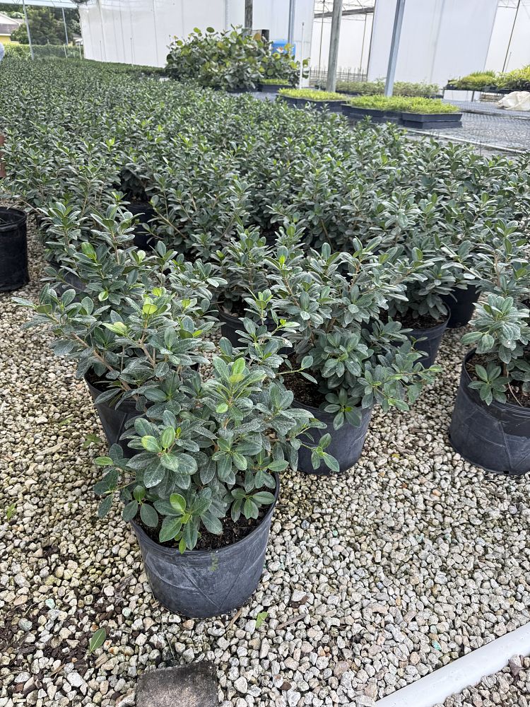 ficus-microcarpa-green-island-ficus-green-island