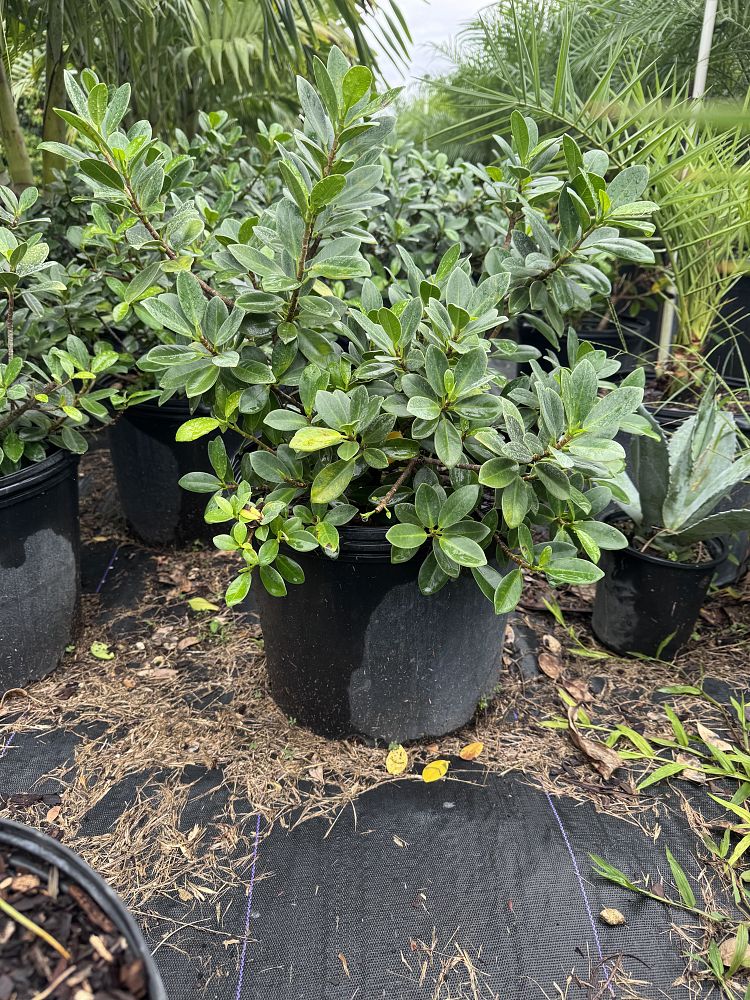 ficus-microcarpa-green-island-ficus-green-island