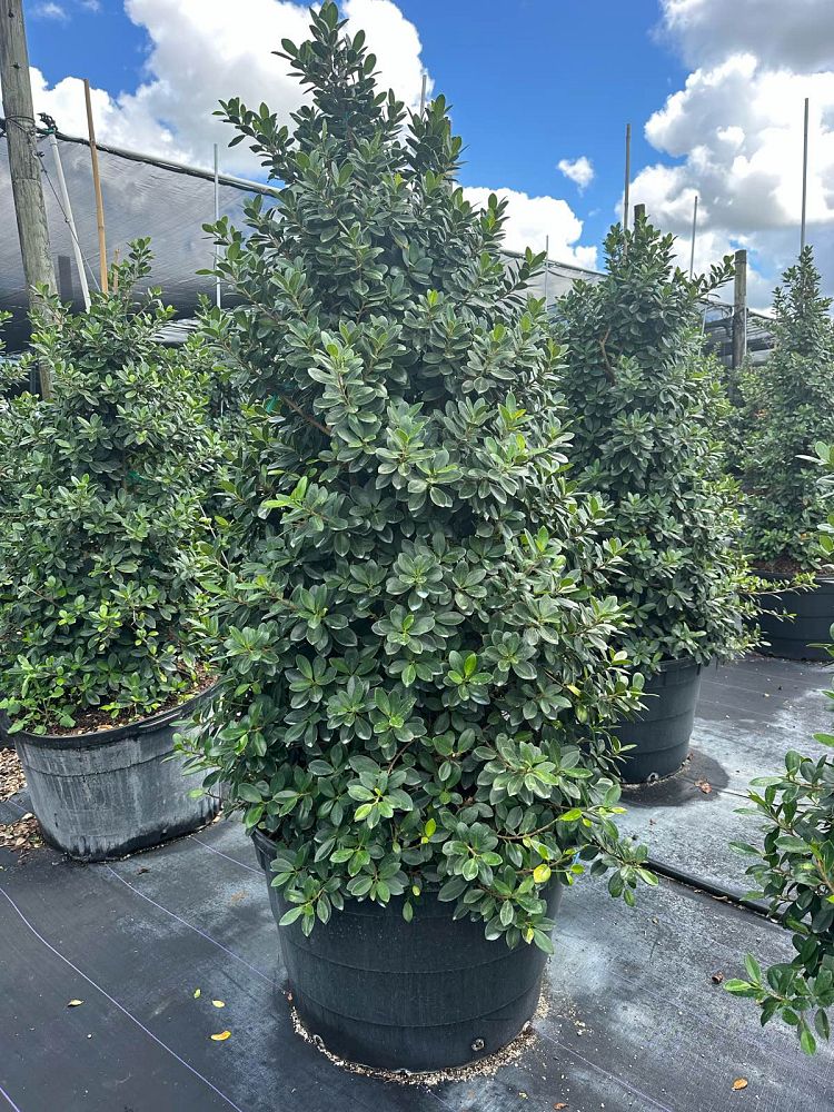 ficus-microcarpa-green-island-ficus-green-island