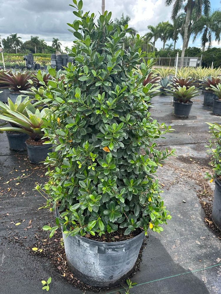 ficus-microcarpa-green-island-ficus-green-island