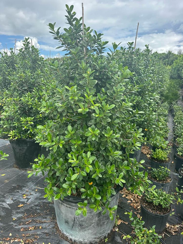 ficus-microcarpa-green-island-ficus-green-island