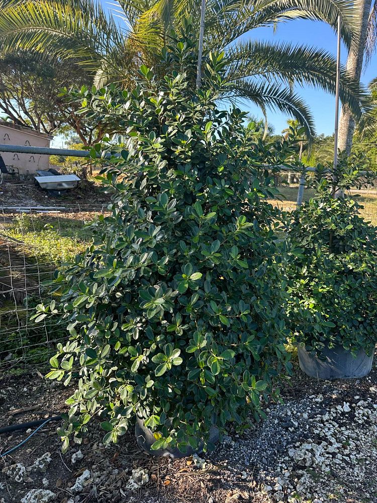 ficus-microcarpa-green-island-ficus-green-island