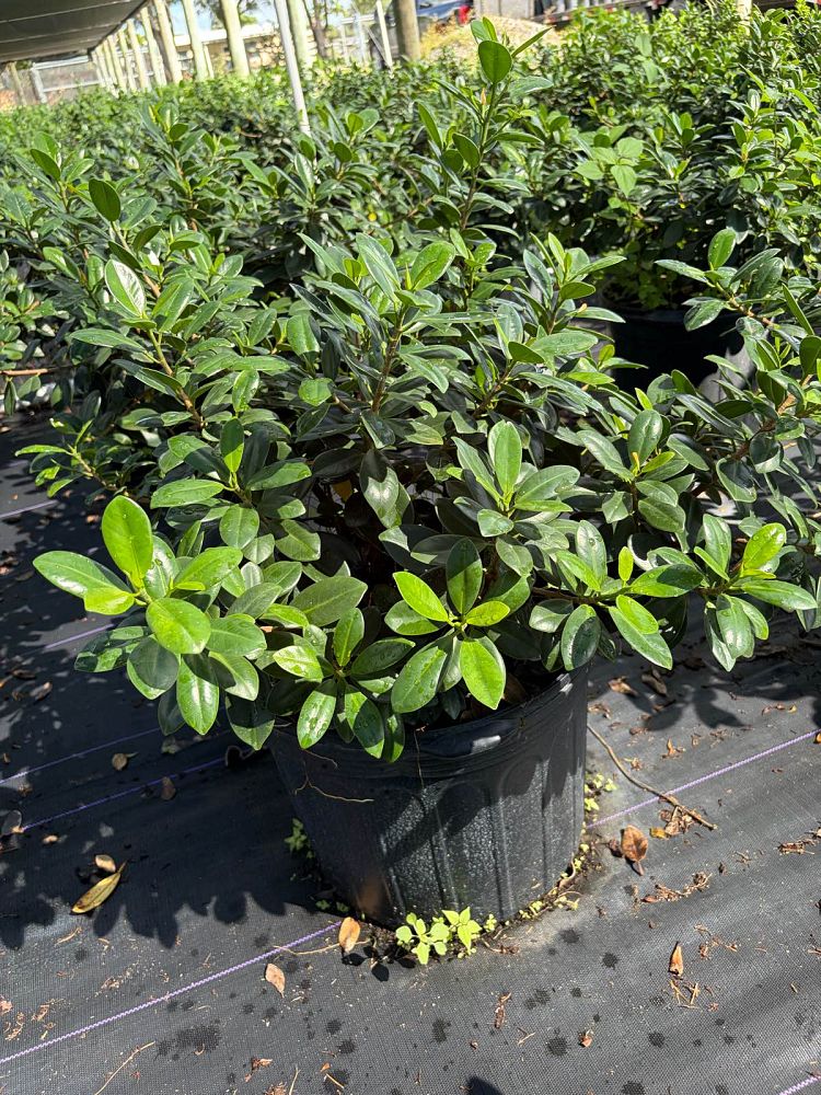 ficus-microcarpa-green-island-ficus-green-island