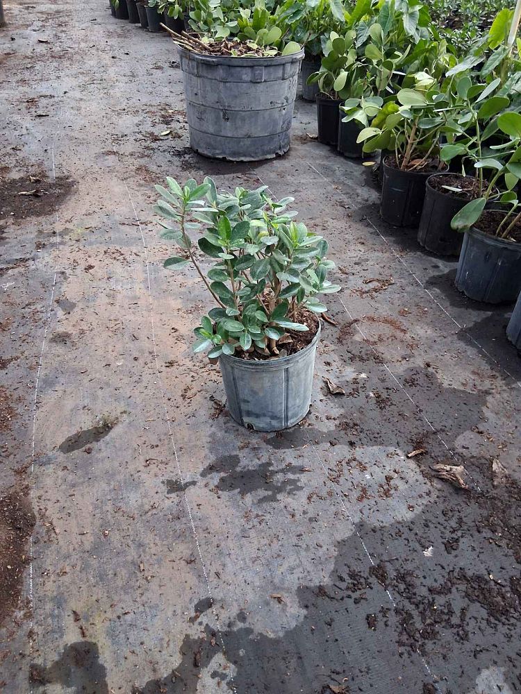 ficus-microcarpa-green-island-ficus-green-island