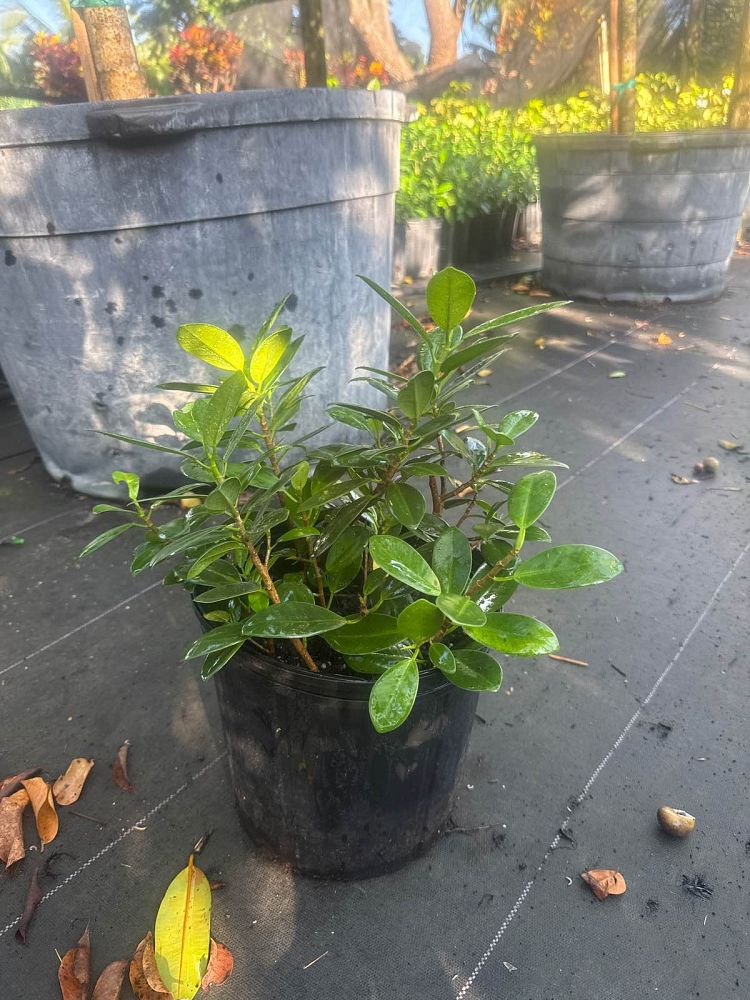 ficus-microcarpa-green-island-ficus-green-island