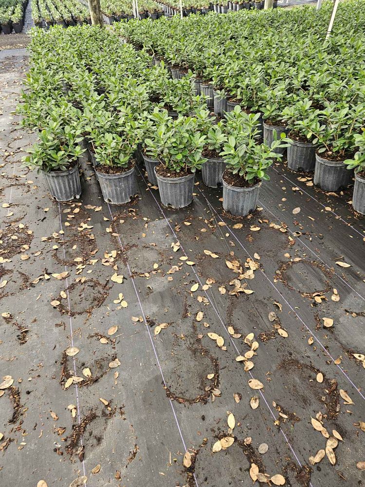 ficus-microcarpa-green-island-ficus-green-island