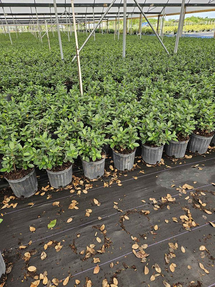 ficus-microcarpa-green-island-ficus-green-island