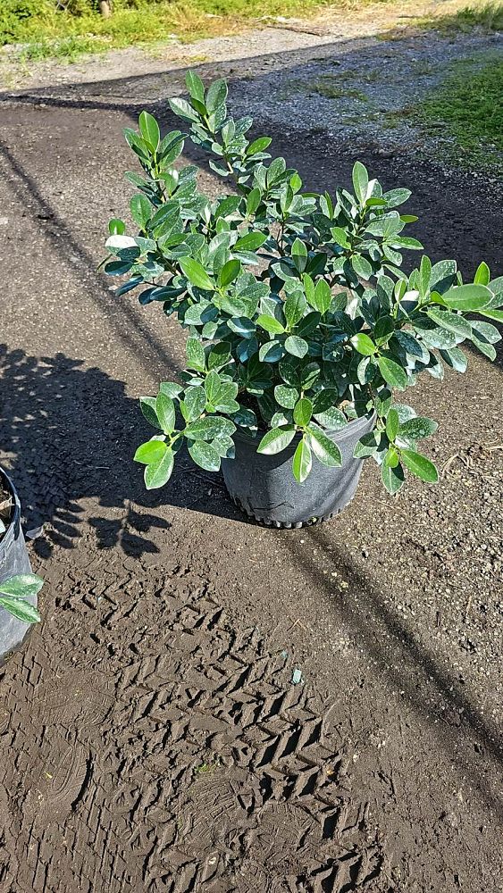 ficus-microcarpa-green-island-ficus-green-island