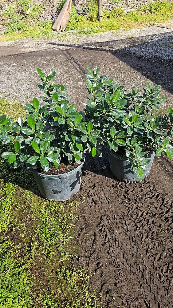 ficus-microcarpa-green-island-ficus-green-island