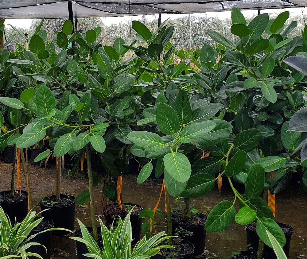 ficus-microcarpa-kaneshiro-chinese-banyan-green-island-fig-indian-laurel-fig-cuban-laurel