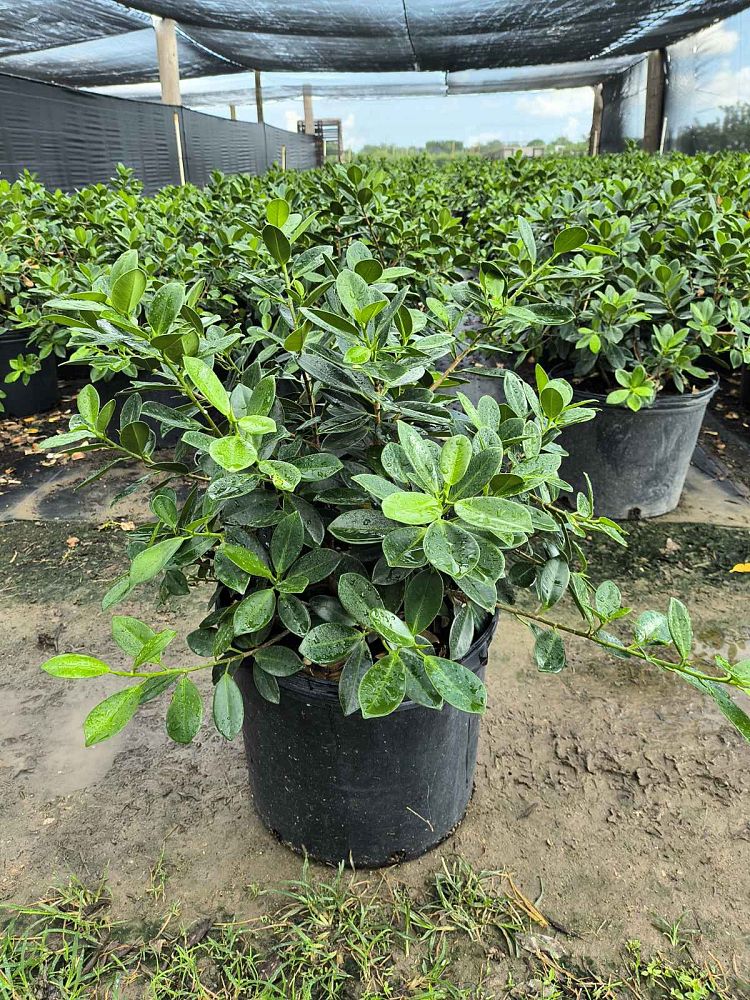 ficus-microcarpa-kaneshiro-chinese-banyan-green-island-fig-indian-laurel-fig-cuban-laurel