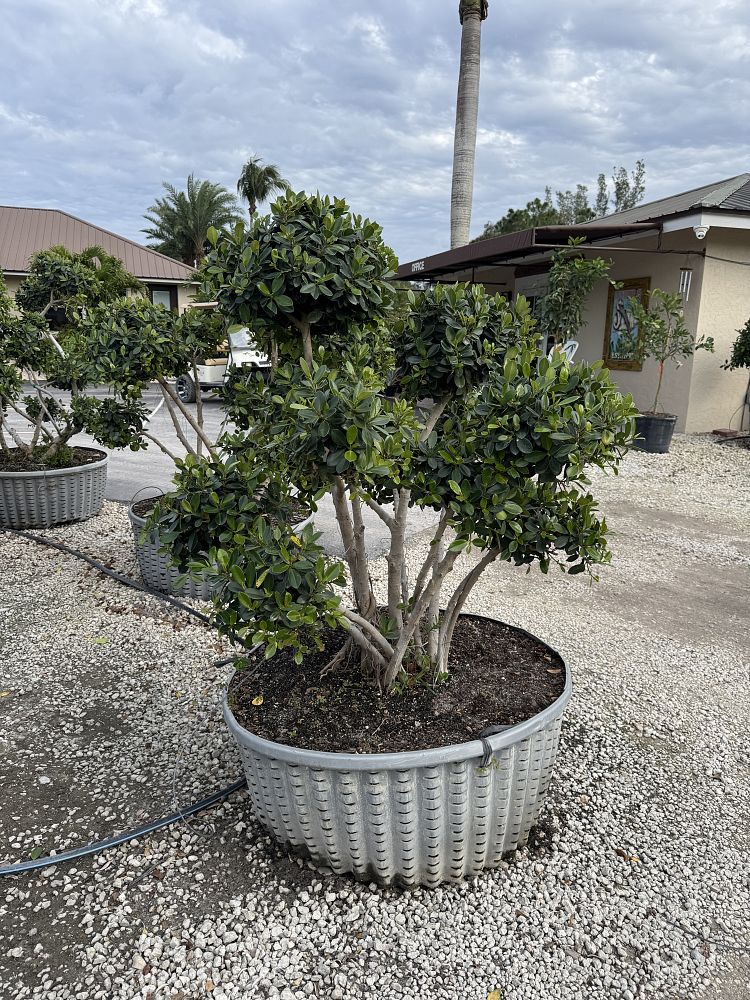 ficus-microcarpa-microcarpa