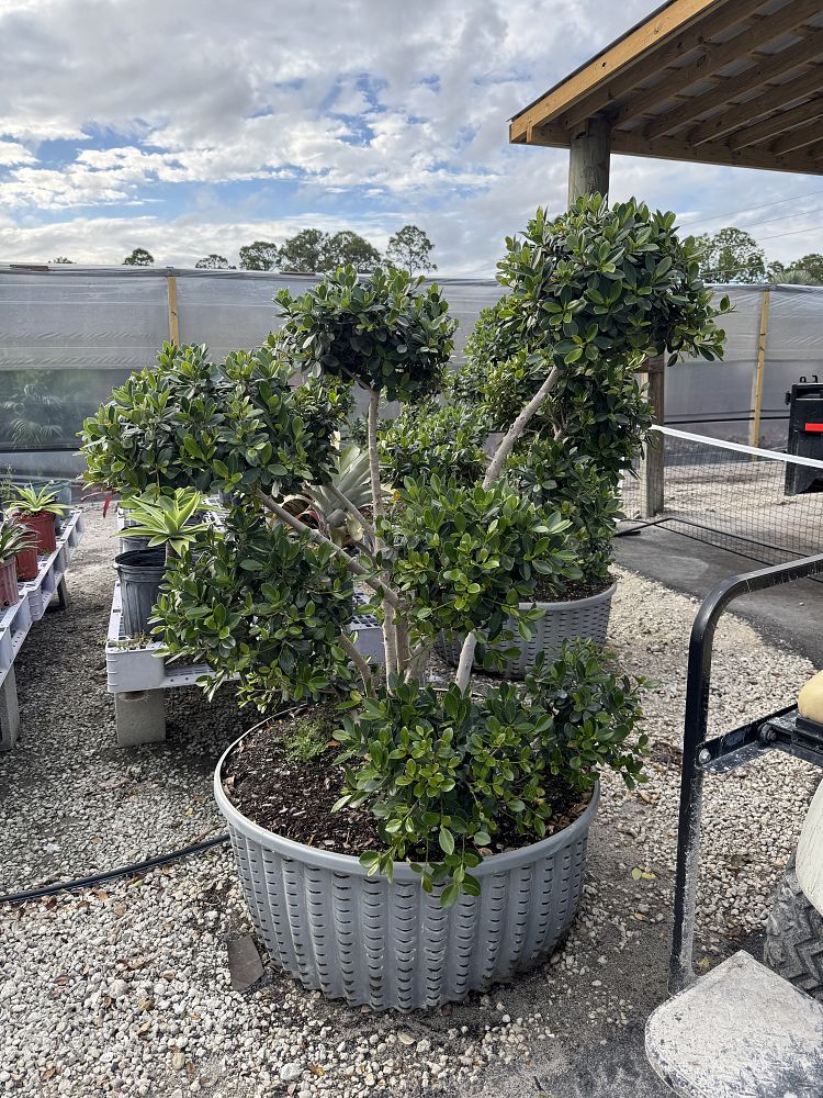 ficus-microcarpa-microcarpa