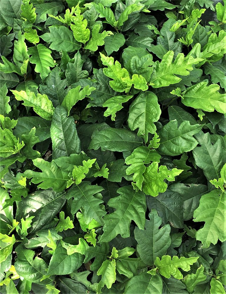 ficus-montana-oakleaf-fig