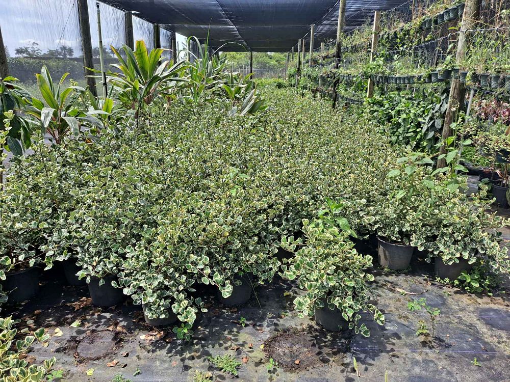 ficus-natalensis-leprieurii-ficus-triangularis-natal-fig-mistletoe-fig-triangle-ficus-licumo