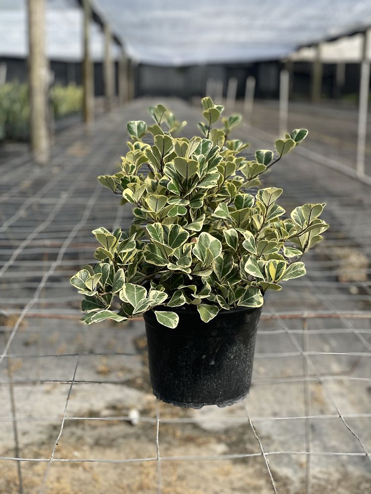 ficus-natalensis-leprieurii-ficus-triangularis-natal-fig-mistletoe-fig-triangle-ficus-licumo