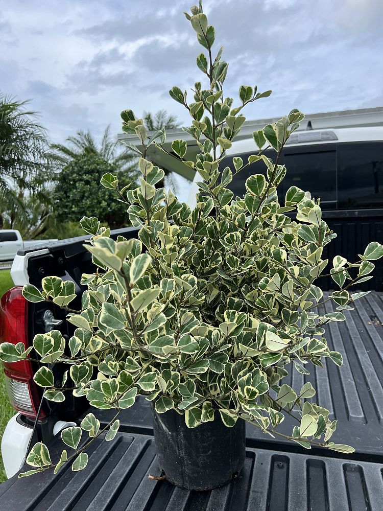 ficus-natalensis-leprieurii-ficus-triangularis-natal-fig-mistletoe-fig-triangle-ficus-licumo