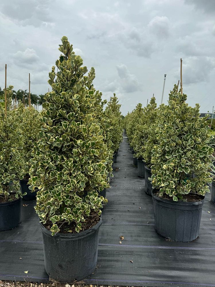 ficus-natalensis-leprieurii-ficus-triangularis-natal-fig-mistletoe-fig-triangle-ficus-licumo