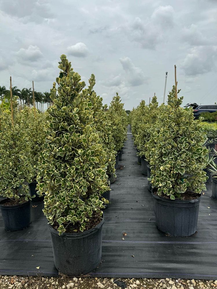 ficus-natalensis-leprieurii-ficus-triangularis-natal-fig-mistletoe-fig-triangle-ficus-licumo