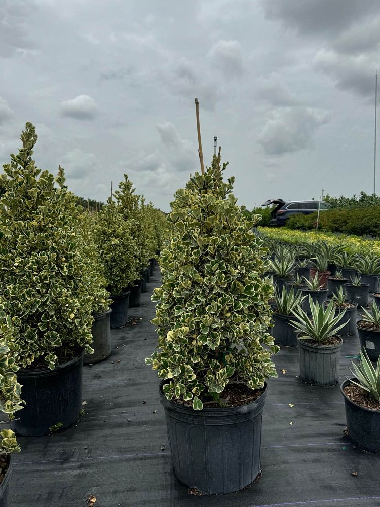 ficus-natalensis-leprieurii-ficus-triangularis-natal-fig-mistletoe-fig-triangle-ficus-licumo
