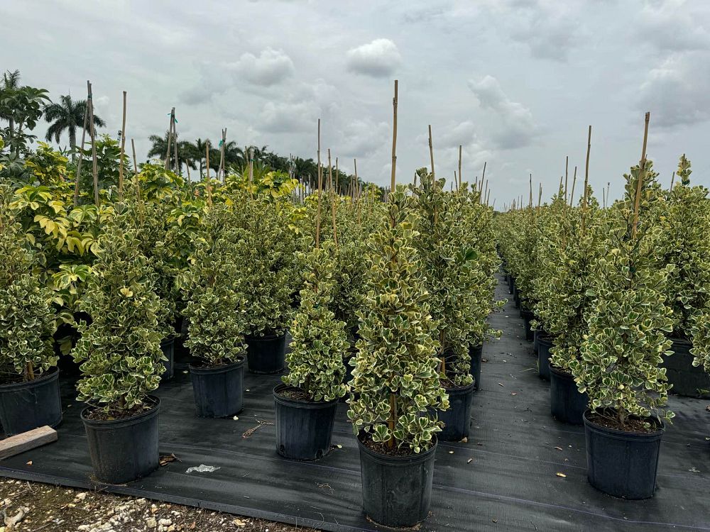 ficus-natalensis-leprieurii-ficus-triangularis-natal-fig-mistletoe-fig-triangle-ficus-licumo