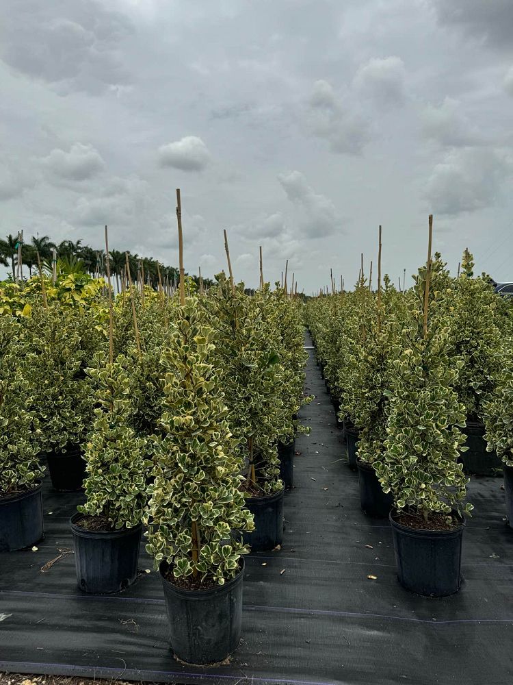 ficus-natalensis-leprieurii-ficus-triangularis-natal-fig-mistletoe-fig-triangle-ficus-licumo