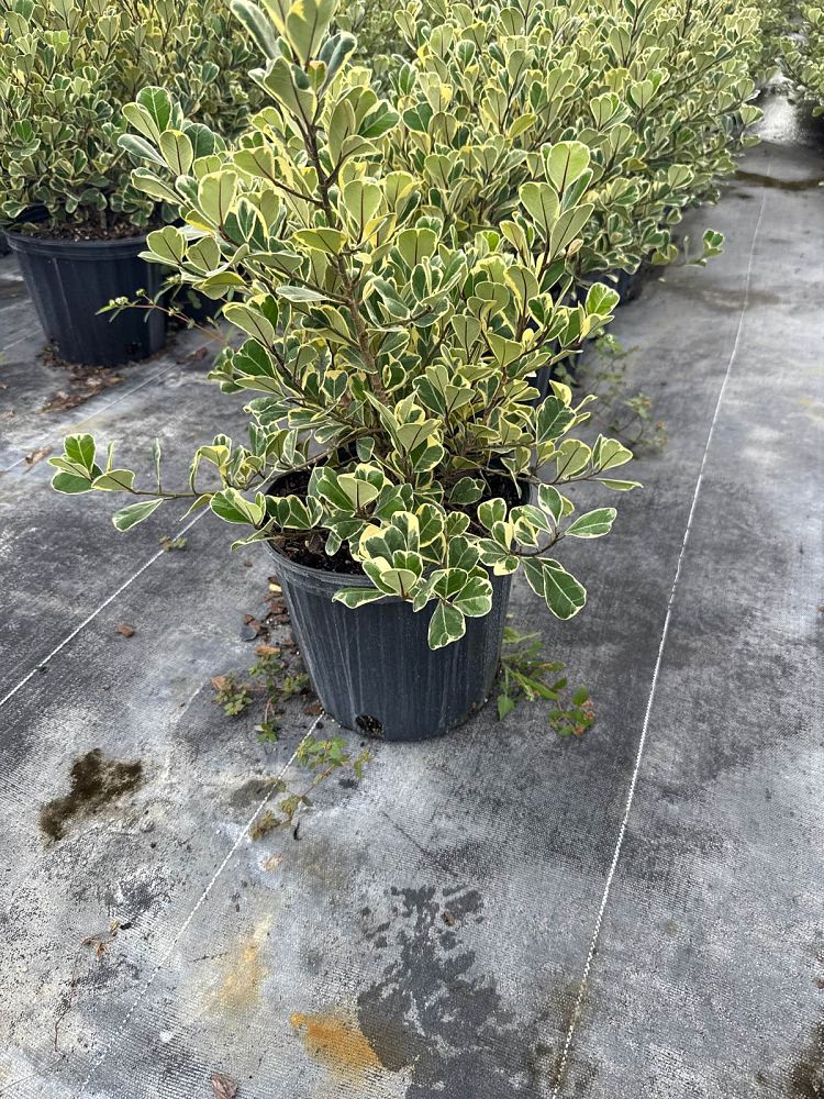 ficus-natalensis-leprieurii-ficus-triangularis-natal-fig-mistletoe-fig-triangle-ficus-licumo
