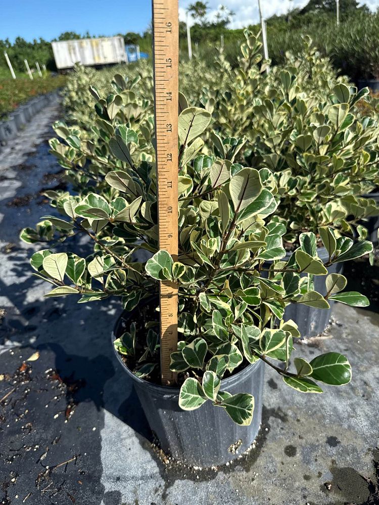 ficus-natalensis-leprieurii-ficus-triangularis-natal-fig-mistletoe-fig-triangle-ficus-licumo