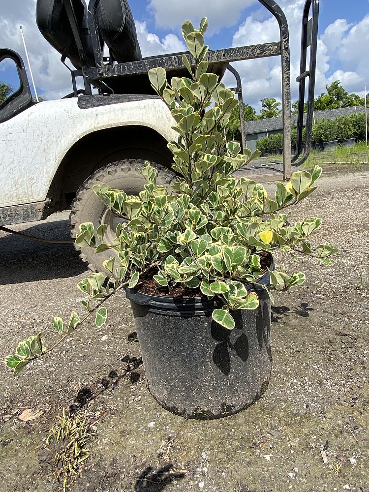 ficus-natalensis-leprieurii-ficus-triangularis-natal-fig-mistletoe-fig-triangle-ficus-licumo