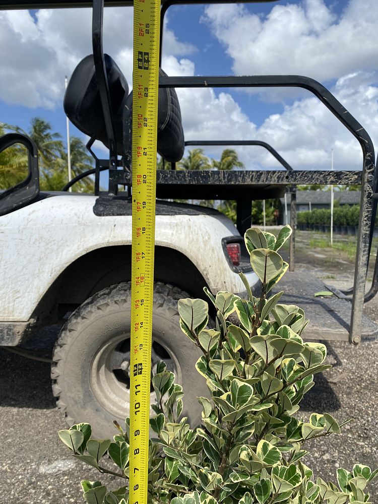 ficus-natalensis-leprieurii-ficus-triangularis-natal-fig-mistletoe-fig-triangle-ficus-licumo