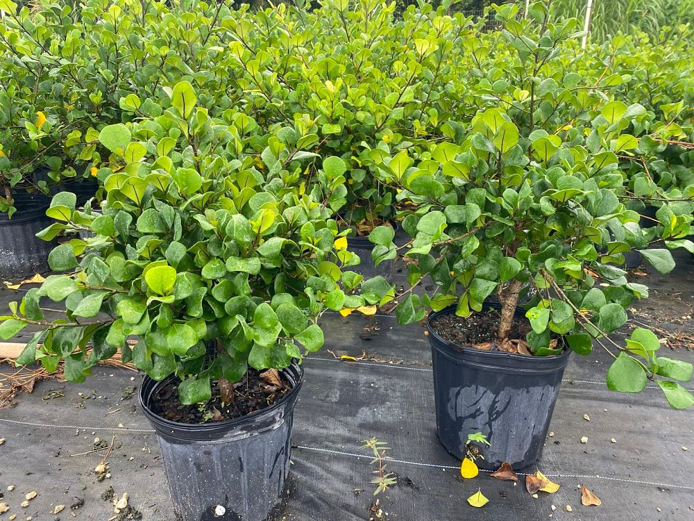 ficus-natalensis-leprieurii-ficus-triangularis-natal-fig-mistletoe-fig-triangle-ficus-licumo