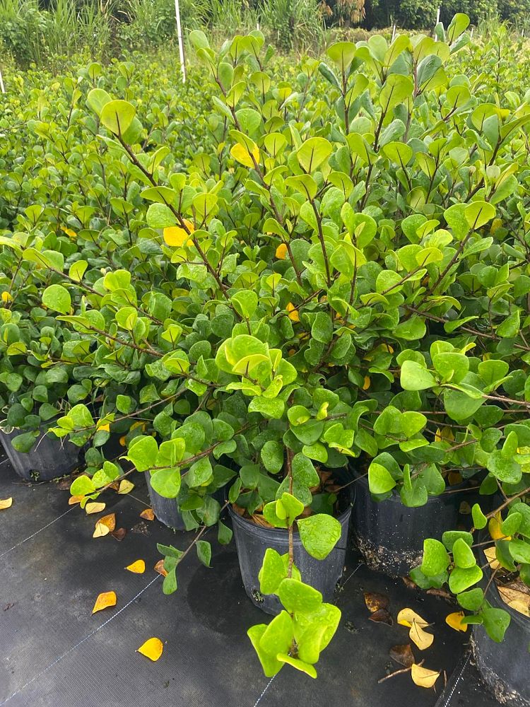 ficus-natalensis-leprieurii-ficus-triangularis-natal-fig-mistletoe-fig-triangle-ficus-licumo
