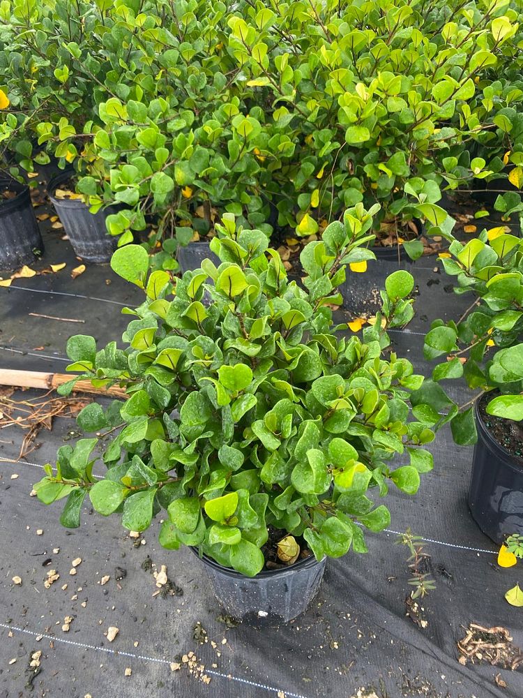 ficus-natalensis-leprieurii-ficus-triangularis-natal-fig-mistletoe-fig-triangle-ficus-licumo