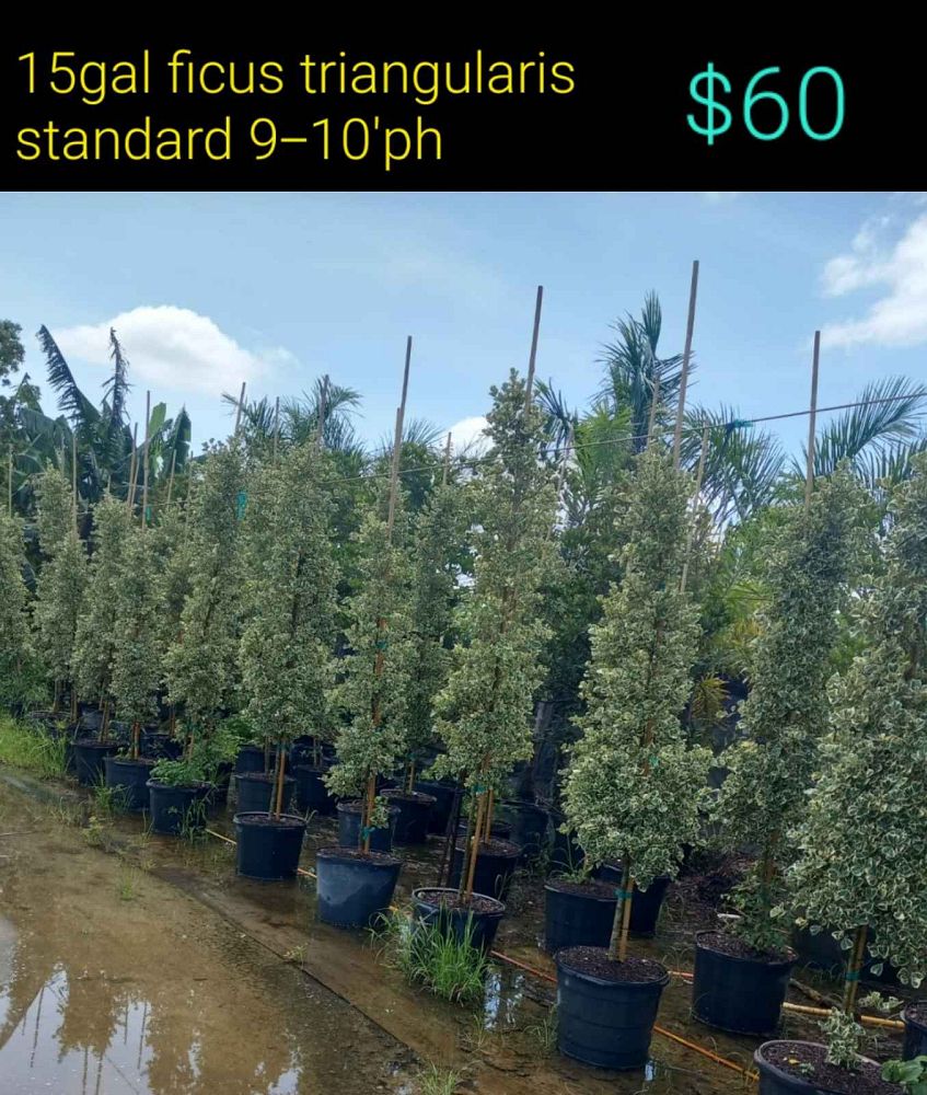 ficus-natalensis-leprieurii-ficus-triangularis-natal-fig-mistletoe-fig-triangle-ficus-licumo